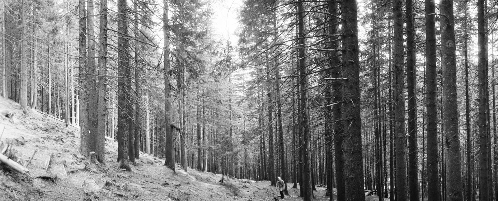 Photograph 2 from the Carpathians `21 series